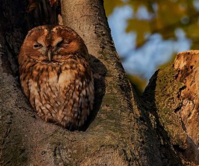 13 december nachtelijke zoek tocht bosuilen, foto Bosuil in holte dode beuk