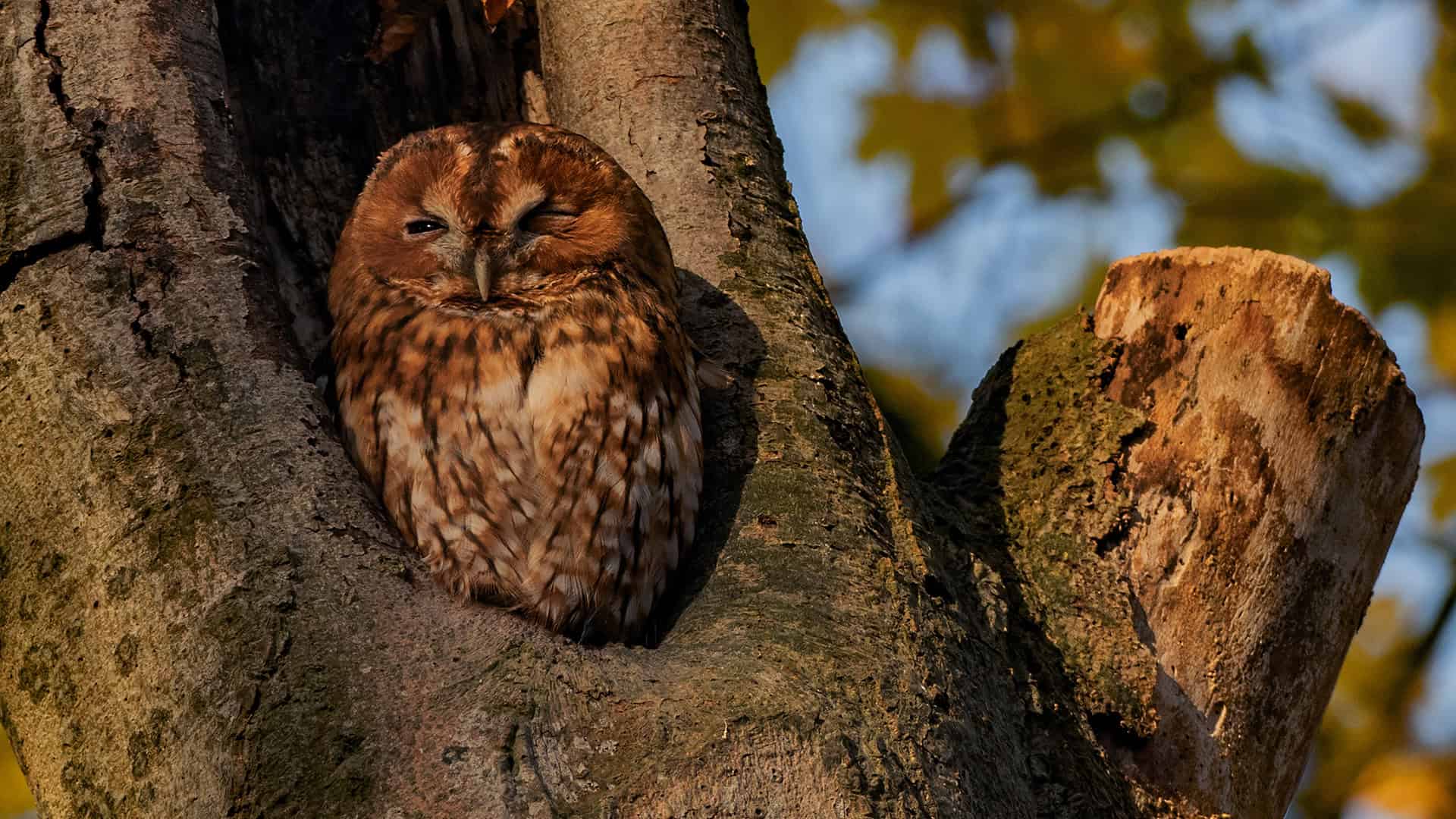 13 december nachtelijke zoek tocht bosuilen, foto Bosuil in holte dode beuk