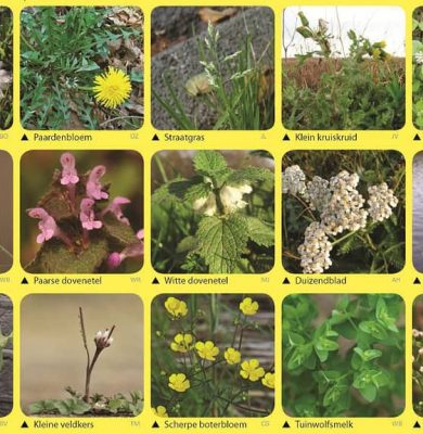 30 december einde jaars plantenjacht, foto van floron.nl