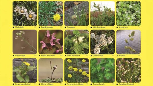 30 december einde jaars plantenjacht, foto van floron.nl