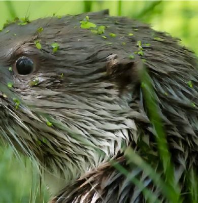 otter