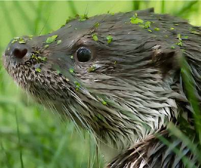 otter