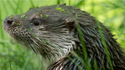 otter otter