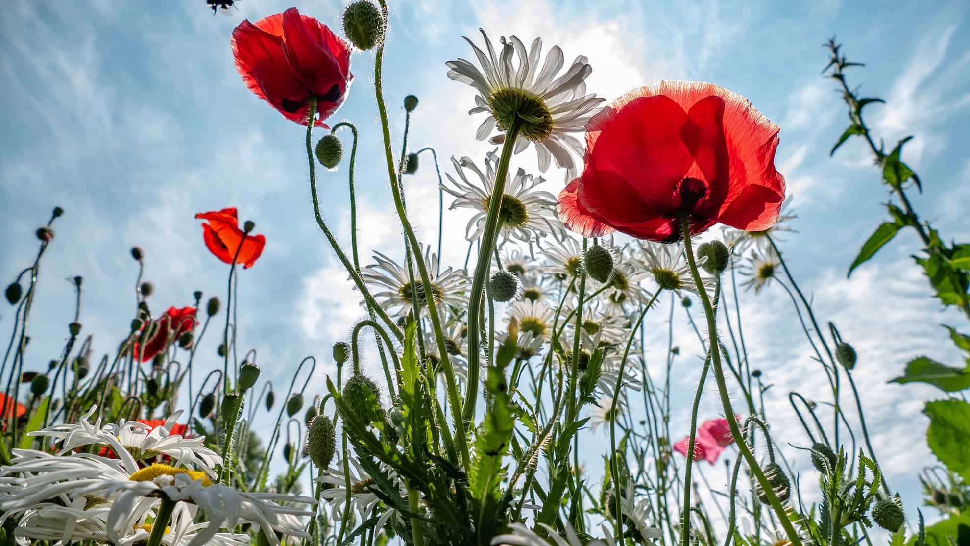 Natuurmonumenten-Clemens Teunissen-5441x3587-NAMO102832