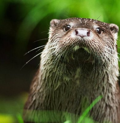 ©Ronald Messemaker Otter