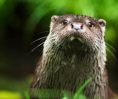 ©Ronald Messemaker Otter