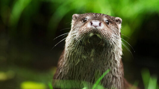 ©Ronald Messemaker_Otter ©Ronald Messemaker Otter