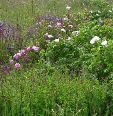 Hoe-grond-tot-leven-komt-Clegyr-levende-tuin-1