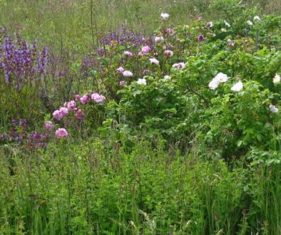 Hoe-grond-tot-leven-komt-Clegyr-levende-tuin-1