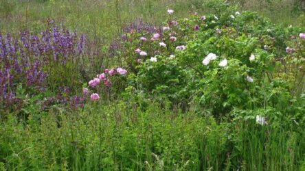 Hoe-grond-tot-leven-komt-Clegyr-levende-tuin-1