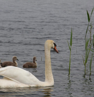 zwaan met jongen