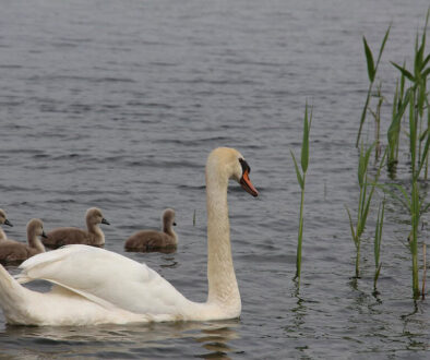 zwaan met jongen