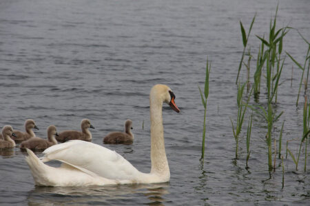 zwaan met jongen zwaan met jongen