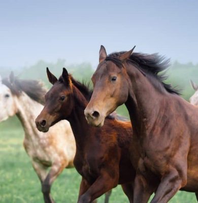 Paarden ©Freepik
