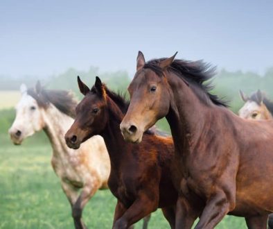 Paarden ©Freepik