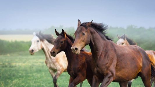 Paarden ©Freepik