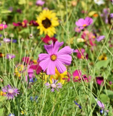 bloemenmengsel