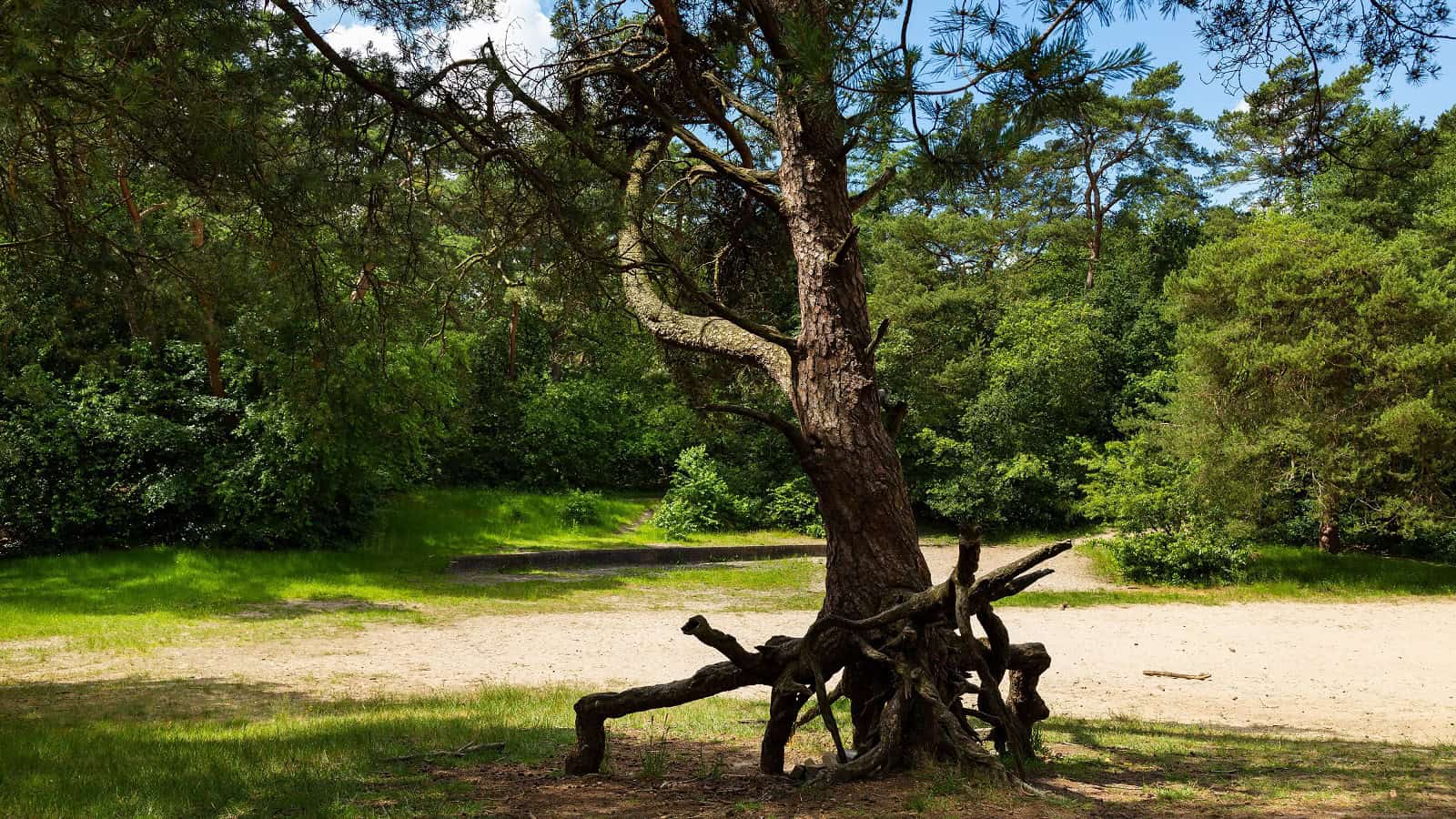 Bosbergwandeling zomer - foto Laura Csonka