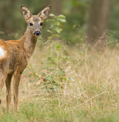 Ree - foto Mark van Els Staatsbosbeheer
