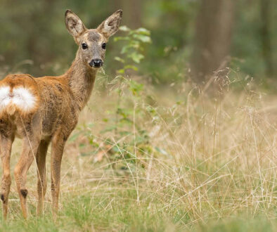 Ree - foto Mark van Els Staatsbosbeheer