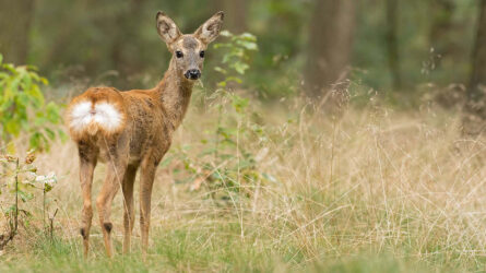 Ree - foto Mark van Els Staatsbosbeheer