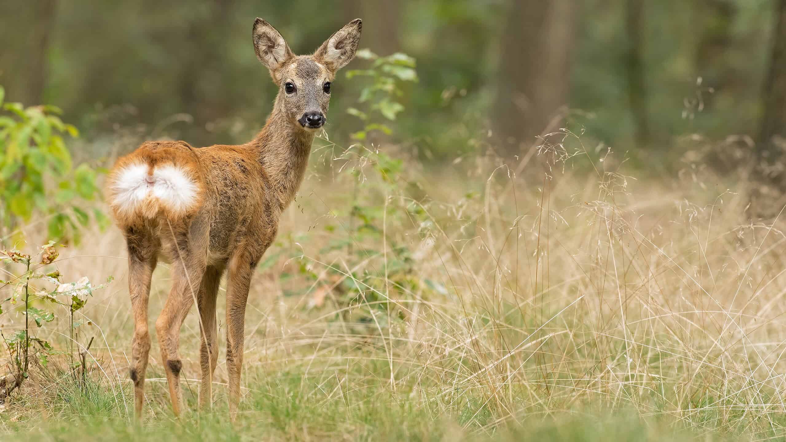 Ree - foto Mark van Els Staatsbosbeheer