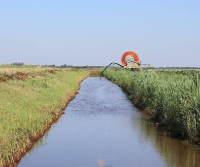 Beregenen uit de sloot WDODelta-gebied foto aangeleverd