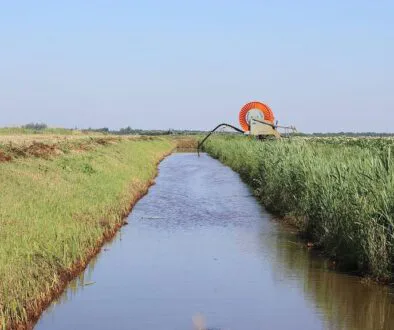 Beregenen uit de sloot WDODelta-gebied foto aangeleverd