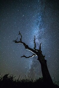 Sterrenhemel met boom - foto Johan van der Wielen