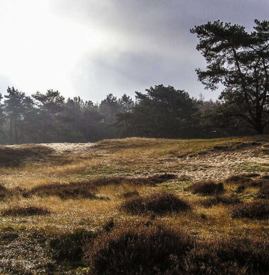 Drouwenerzand - foto aangeleverd Drouwenerzand - foto aangeleverd