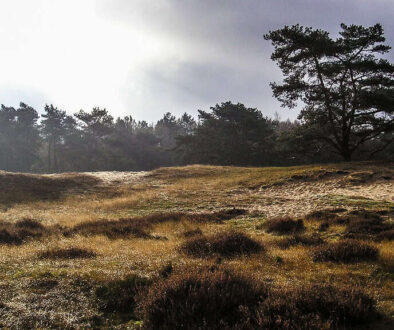 Drouwenerzand - foto aangeleverd