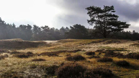 Drouwenerzand - foto aangeleverd