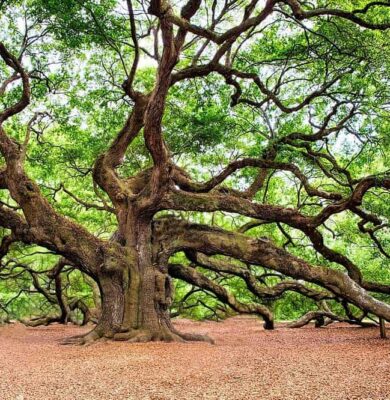 natuur
