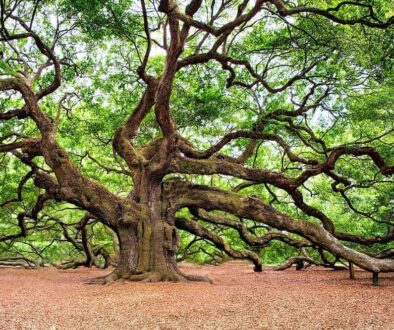natuur