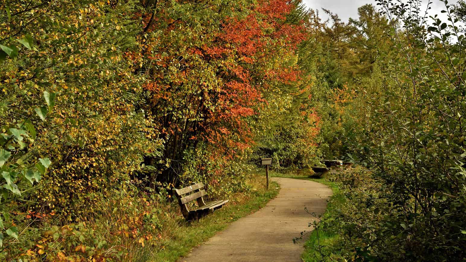Herfstwandeling Drents-Friese Wold - foto aangeleverd