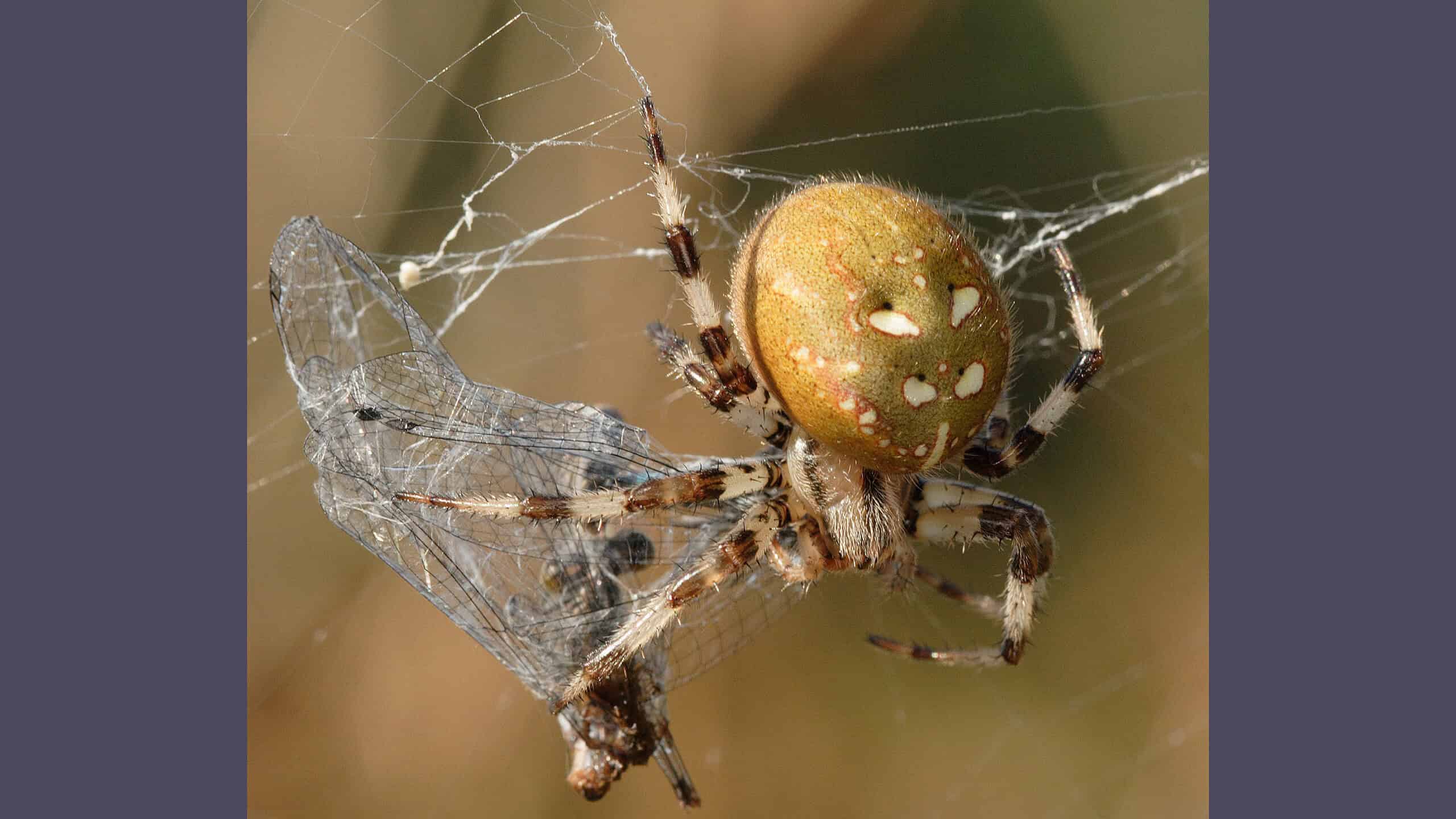 Viervlekwielwebspin - foto Aaldrik Pot
