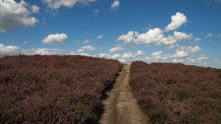 de Gasterse Duinen - foto aangeleverd
