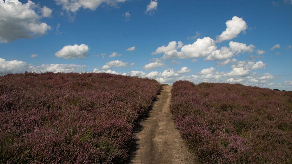 de Gasterse Duinen - foto aangeleverd