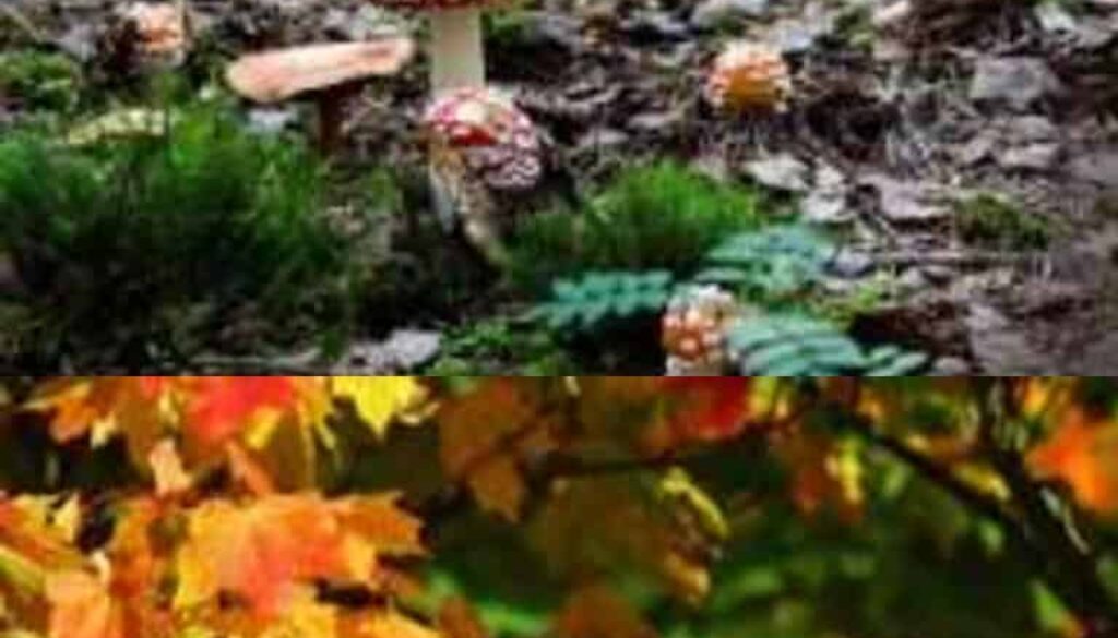herfst (Foto Pixabay)