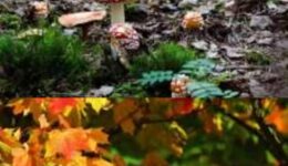 herfst (Foto Pixabay)