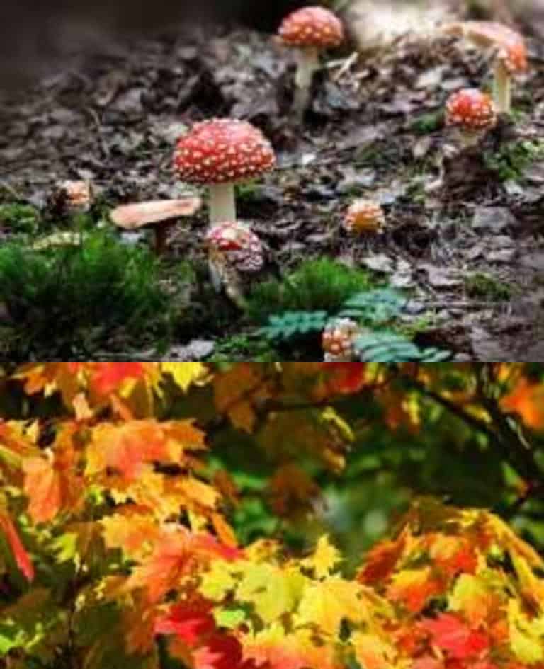 herfst (Foto Pixabay)
