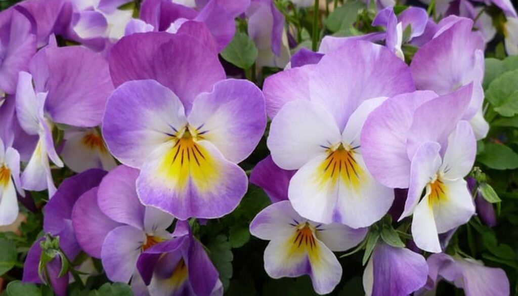 viooltjes