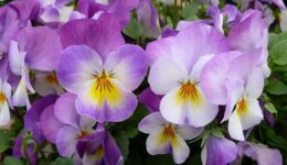 viooltjes