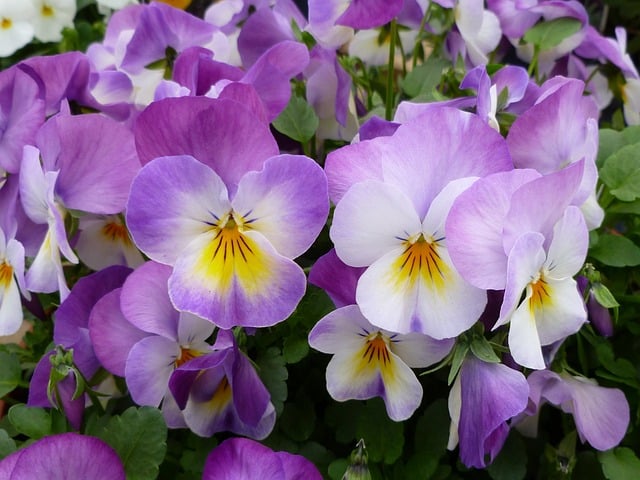 viooltjes