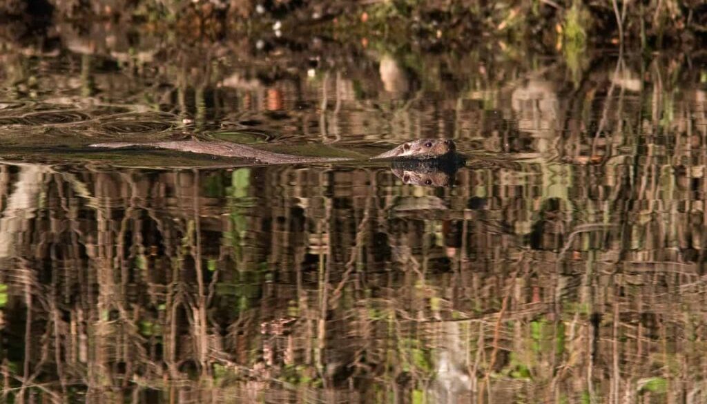 De otter heeft schoon water nodig waar veel vis in leeft, fotograaf Mark Zekhuis