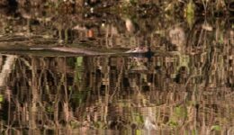 De otter heeft schoon water nodig waar veel vis in leeft, fotograaf Mark Zekhuis