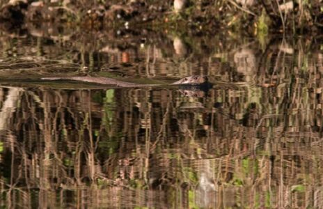 De otter heeft schoon water nodig waar veel vis in leeft, fotograaf Mark Zekhuis