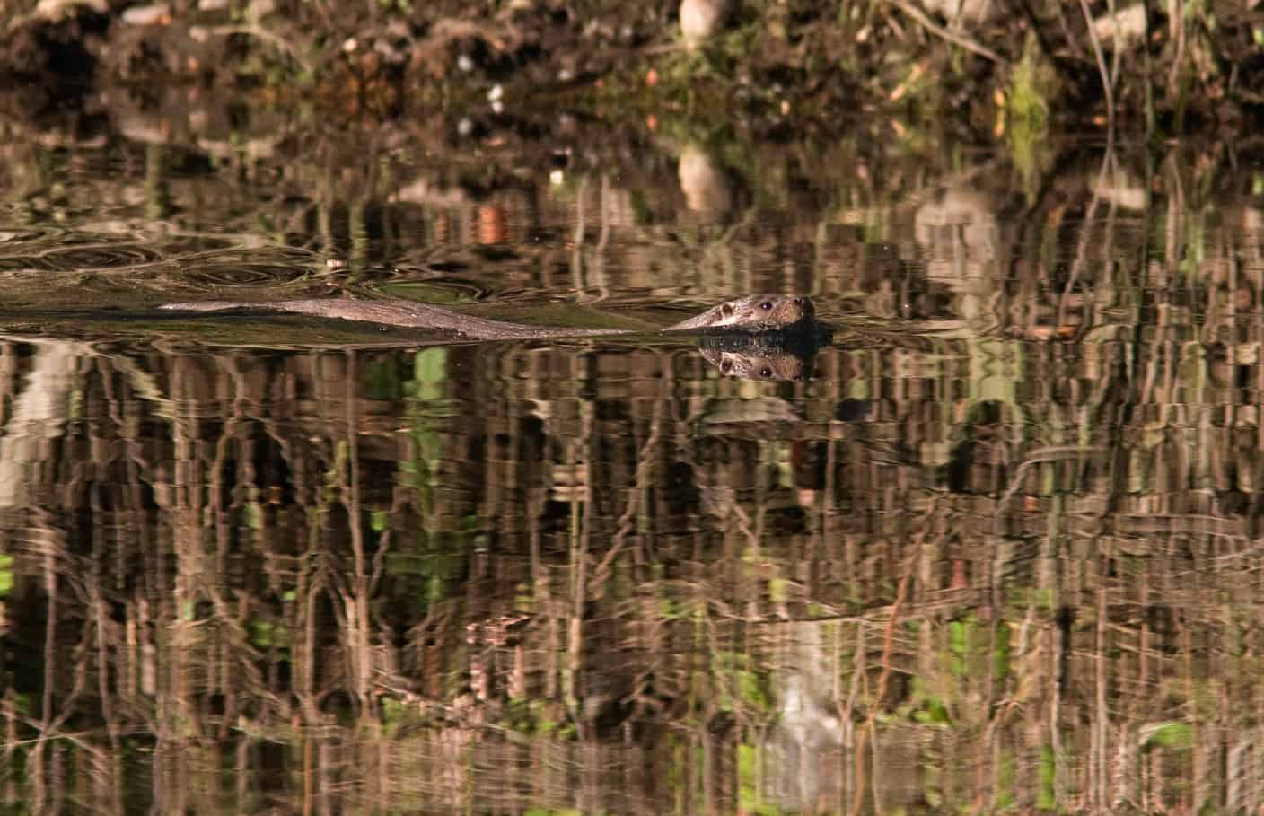 De otter heeft schoon water nodig waar veel vis in leeft, fotograaf Mark Zekhuis