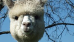 Alpacashow Meppel