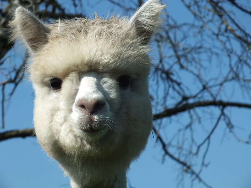 Alpacashow Meppel